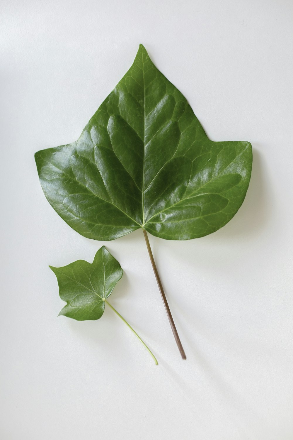 green leaf on white surface