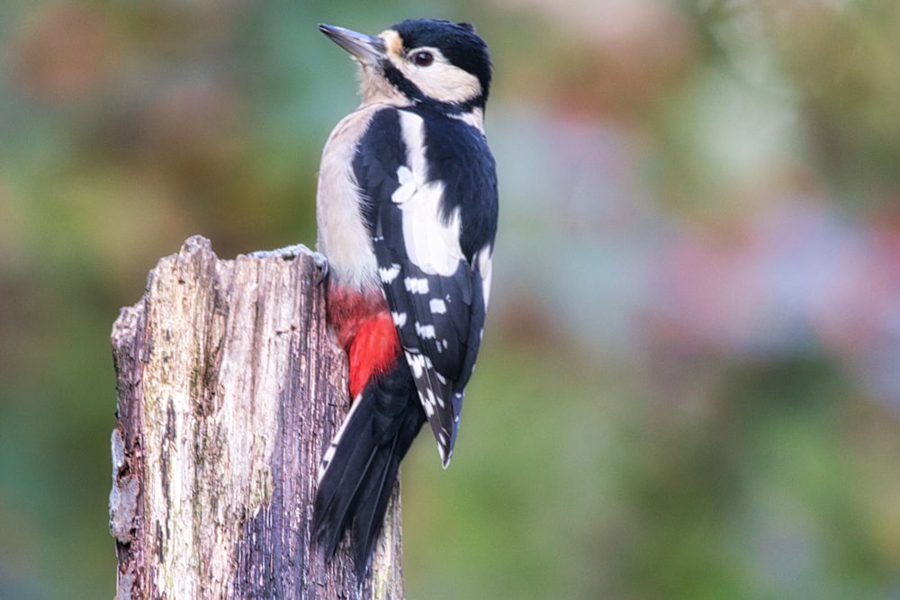 black and white bird on brown wooden fence