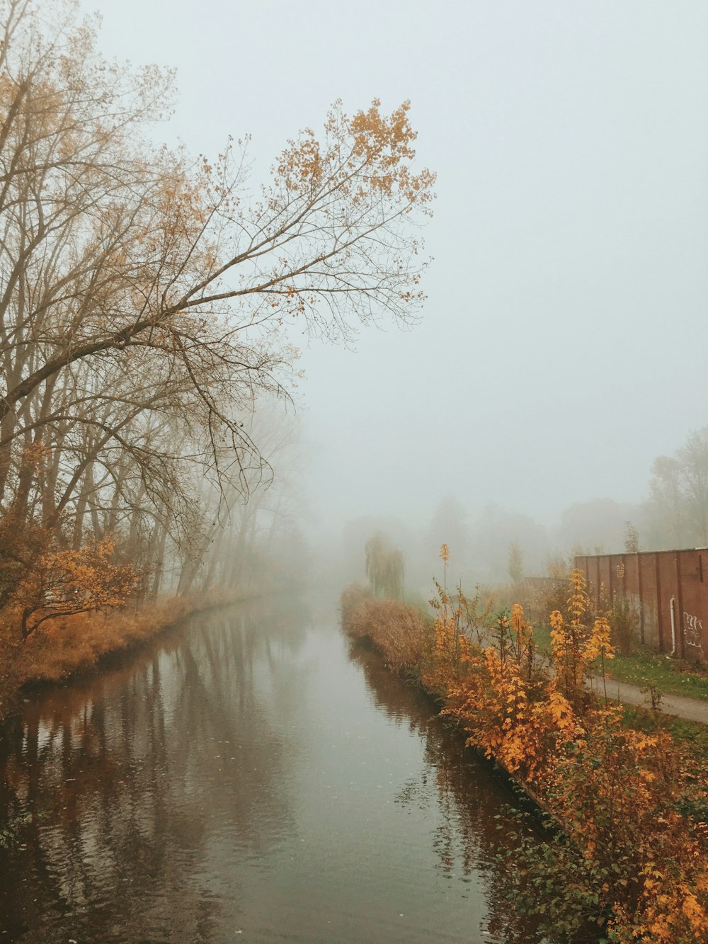 brown trees beside river during daytime