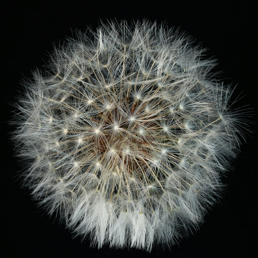 white dandelion flower in close up photography