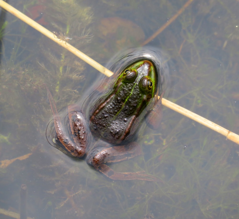 purple frog on body of water