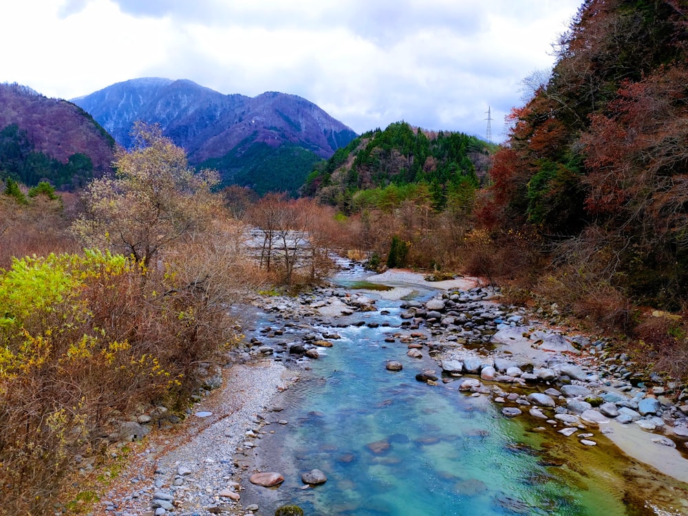 green trees near river under blue sky during daytime