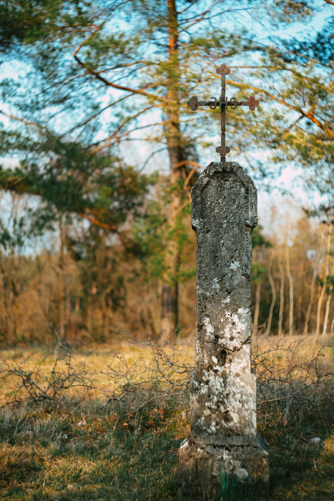 brown tree trunk with brown leaves