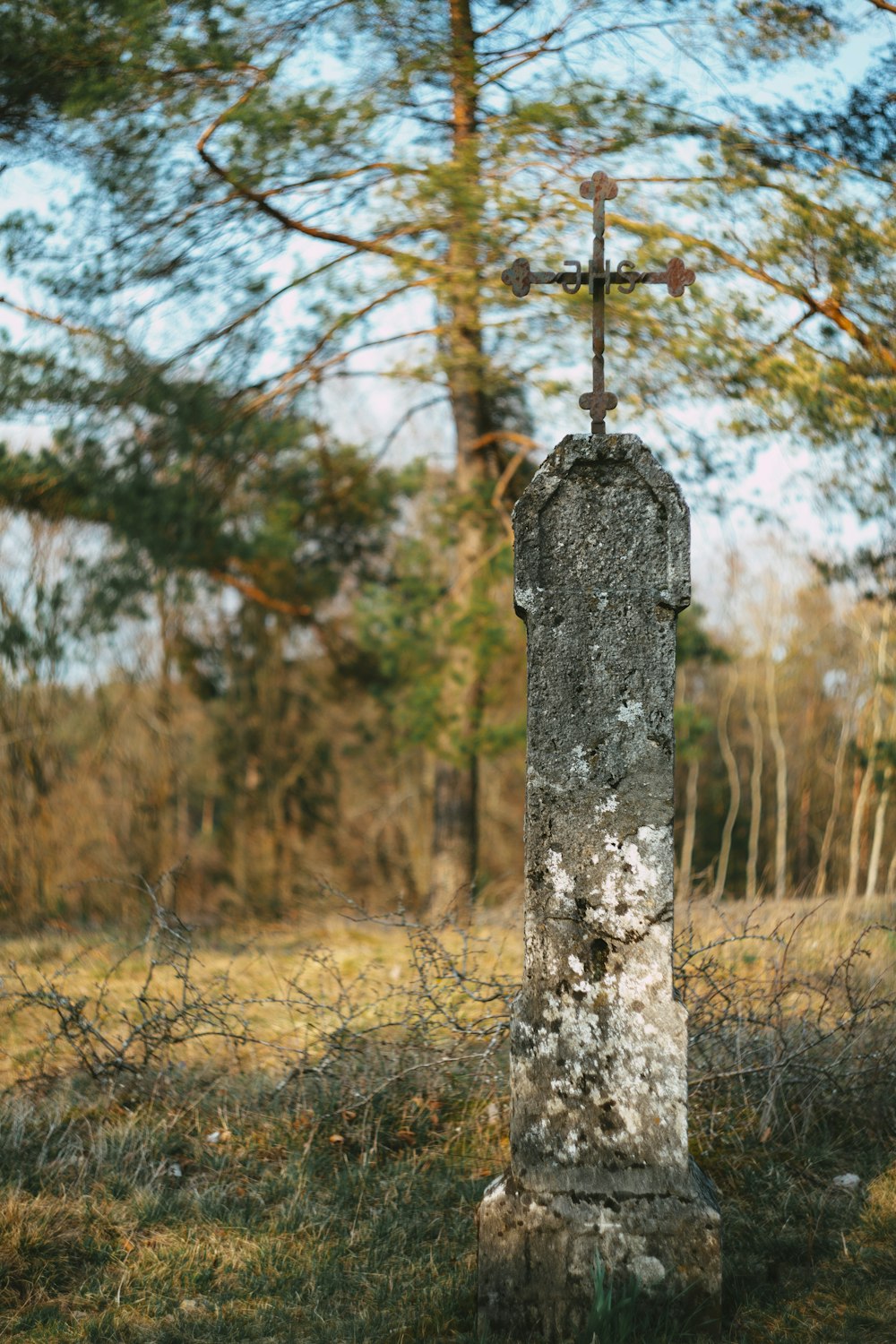 brown tree trunk with brown leaves