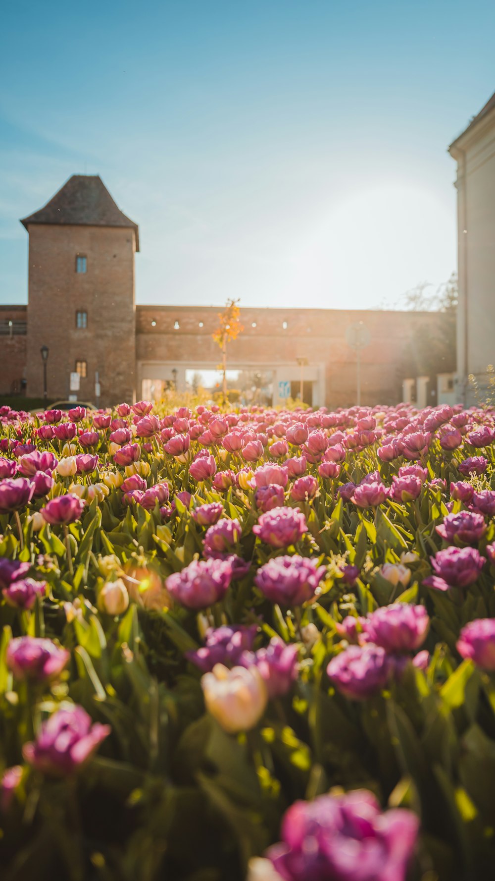 purple flower field near brown brick building during daytime