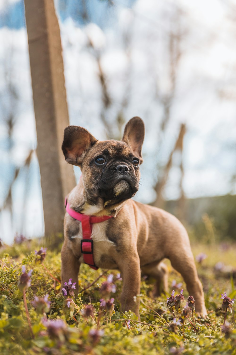 brown pug on green grass during daytime