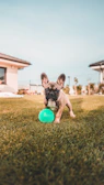 A playful blue French Bulldog puppy chasing a small ball in a backyard with Texas wildflowers.