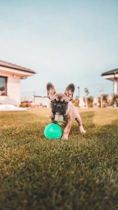 A playful blue French Bulldog puppy chasing a small ball in a backyard with Texas wildflowers.