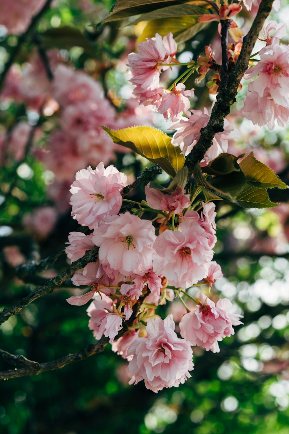 pink and white flowers on tree branch