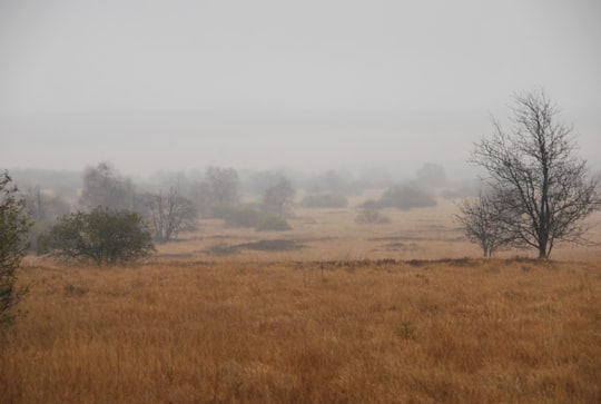 brown grass field during daytime in High Fens Belgium