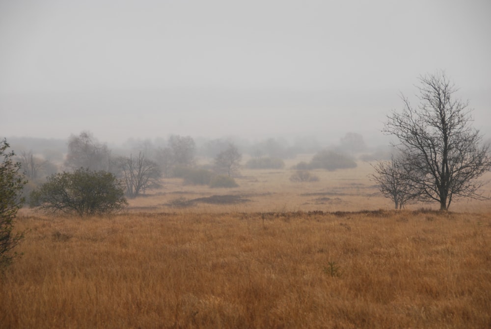 brown grass field during daytime