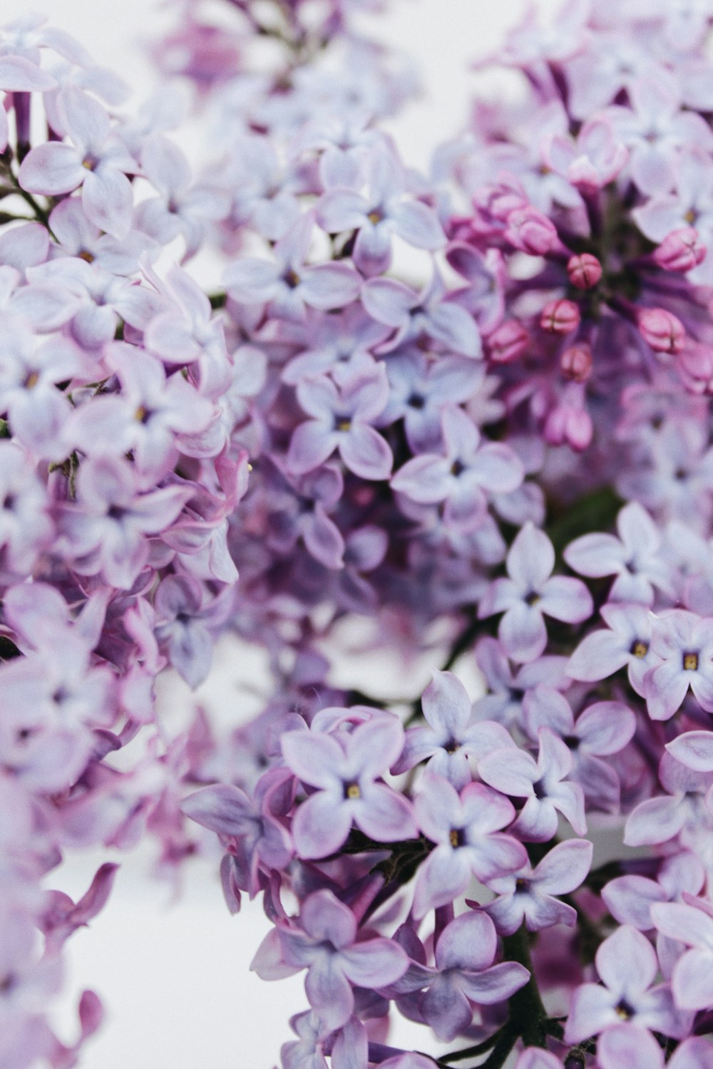 pink and white flowers in tilt shift lens