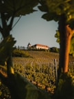 A vineyard stretches across rolling hills, framed by large leaves in the foreground. At the top of the hill, a picturesque building with a pointed tower and a red roof stands out against the sky. Rows of grapevines are neatly organized, suggesting a peaceful countryside setting.