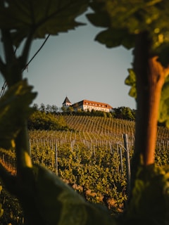 A vineyard stretches across rolling hills, framed by large leaves in the foreground. At the top of the hill, a picturesque building with a pointed tower and a red roof stands out against the sky. Rows of grapevines are neatly organized, suggesting a peaceful countryside setting.