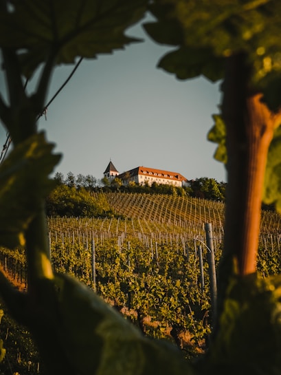 A vineyard stretches across rolling hills, framed by large leaves in the foreground. At the top of the hill, a picturesque building with a pointed tower and a red roof stands out against the sky. Rows of grapevines are neatly organized, suggesting a peaceful countryside setting.