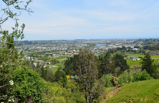 green trees and city buildings during daytime in Whanganui New Zealand