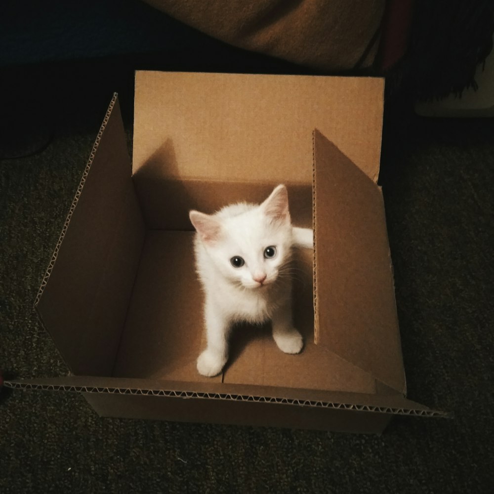 white kitten in brown cardboard box