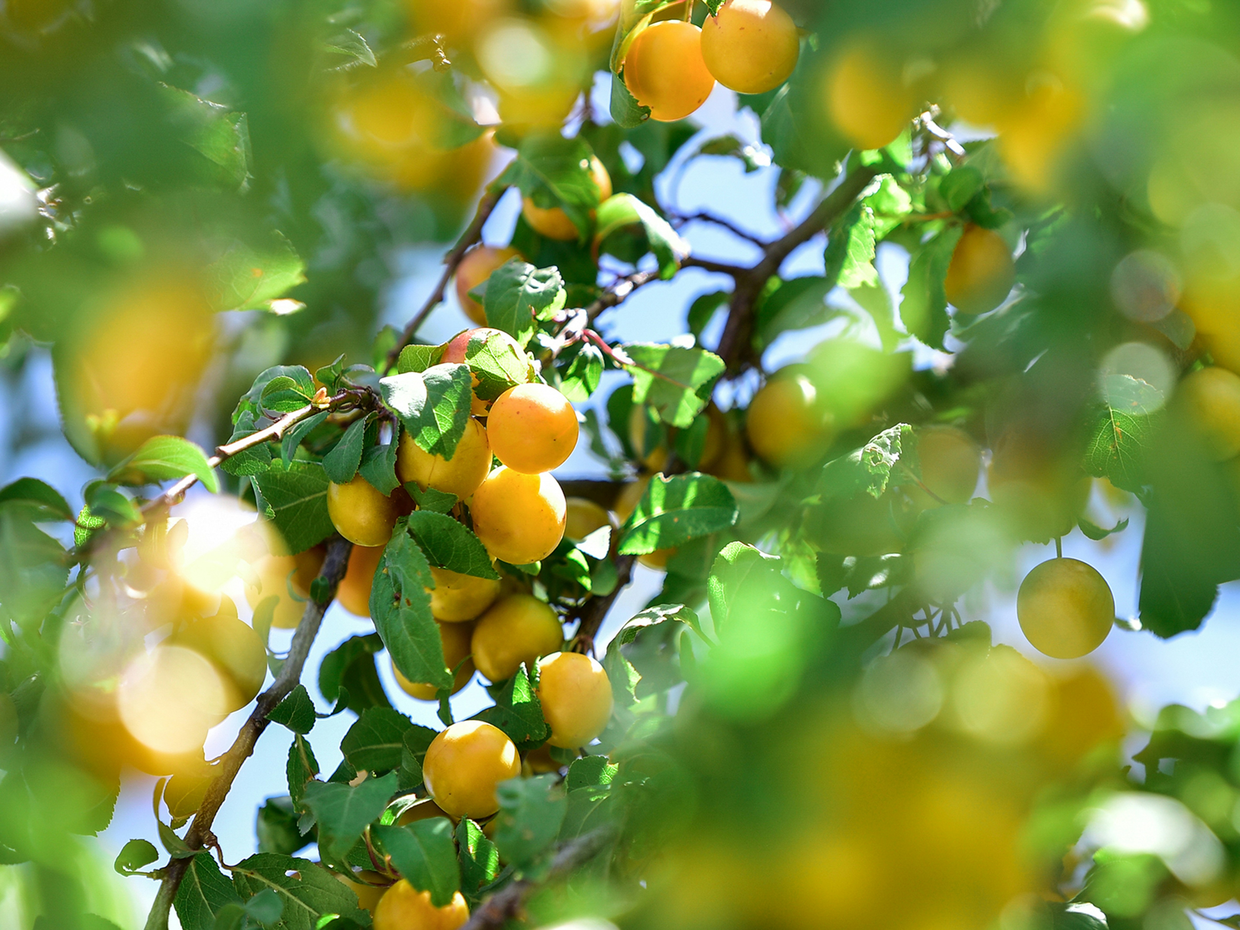 Photo by yavarinaman