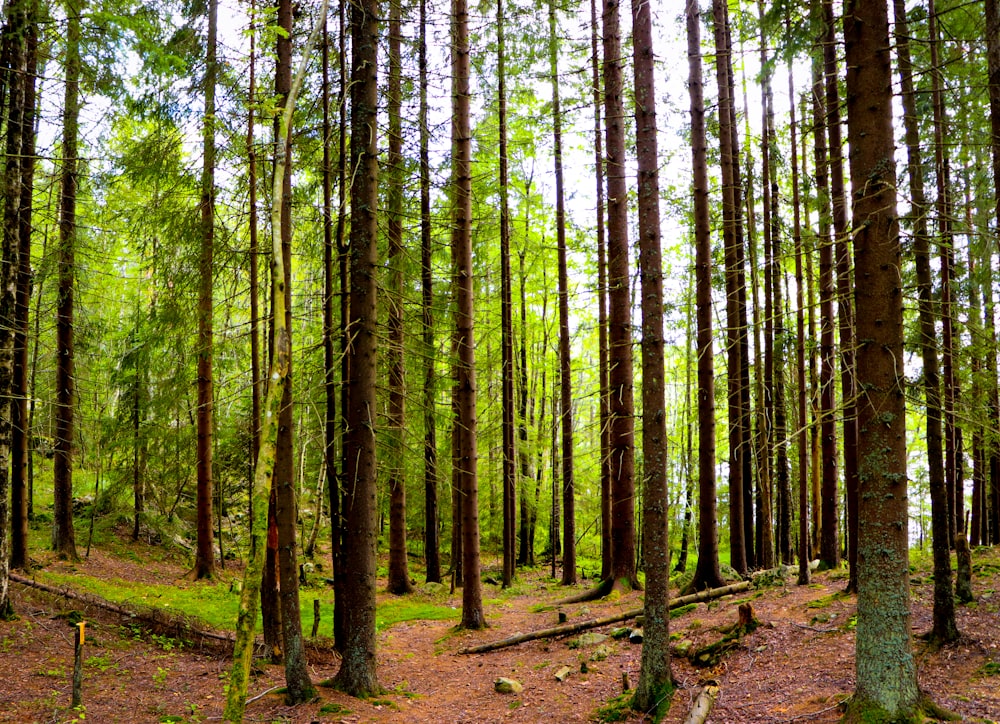 green trees on brown soil