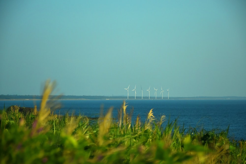 green grass near body of water during daytime