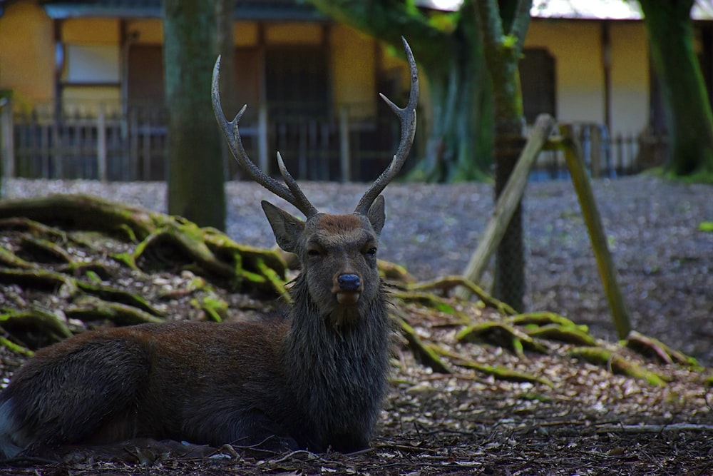 brown deer on brown soil during daytime