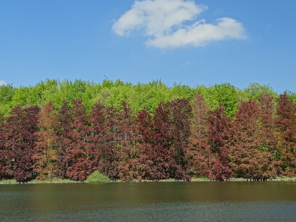 green and red trees beside river under blue sky during daytime