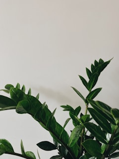 A lush green plant with shiny leaves stands against a plain, light-colored background. The leaves appear healthy and vibrant, with a waxy texture that reflects light.