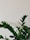 A lush green plant with shiny leaves stands against a plain, light-colored background. The leaves appear healthy and vibrant, with a waxy texture that reflects light.