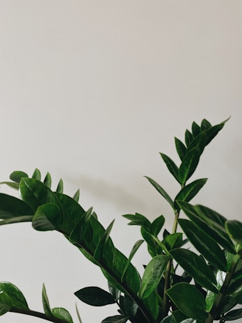 A lush green plant with shiny leaves stands against a plain, light-colored background. The leaves appear healthy and vibrant, with a waxy texture that reflects light.