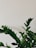 A lush green plant with shiny leaves stands against a plain, light-colored background. The leaves appear healthy and vibrant, with a waxy texture that reflects light.