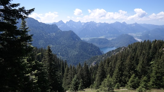 green pine trees near mountain under blue sky during daytime in Tegelberg Germany