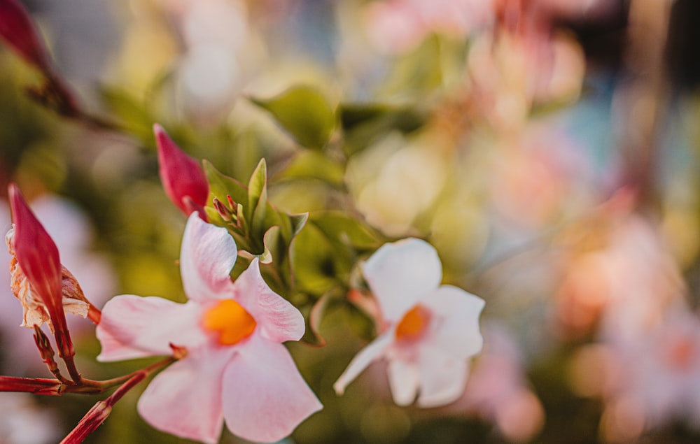 white and pink flowers in tilt shift lens