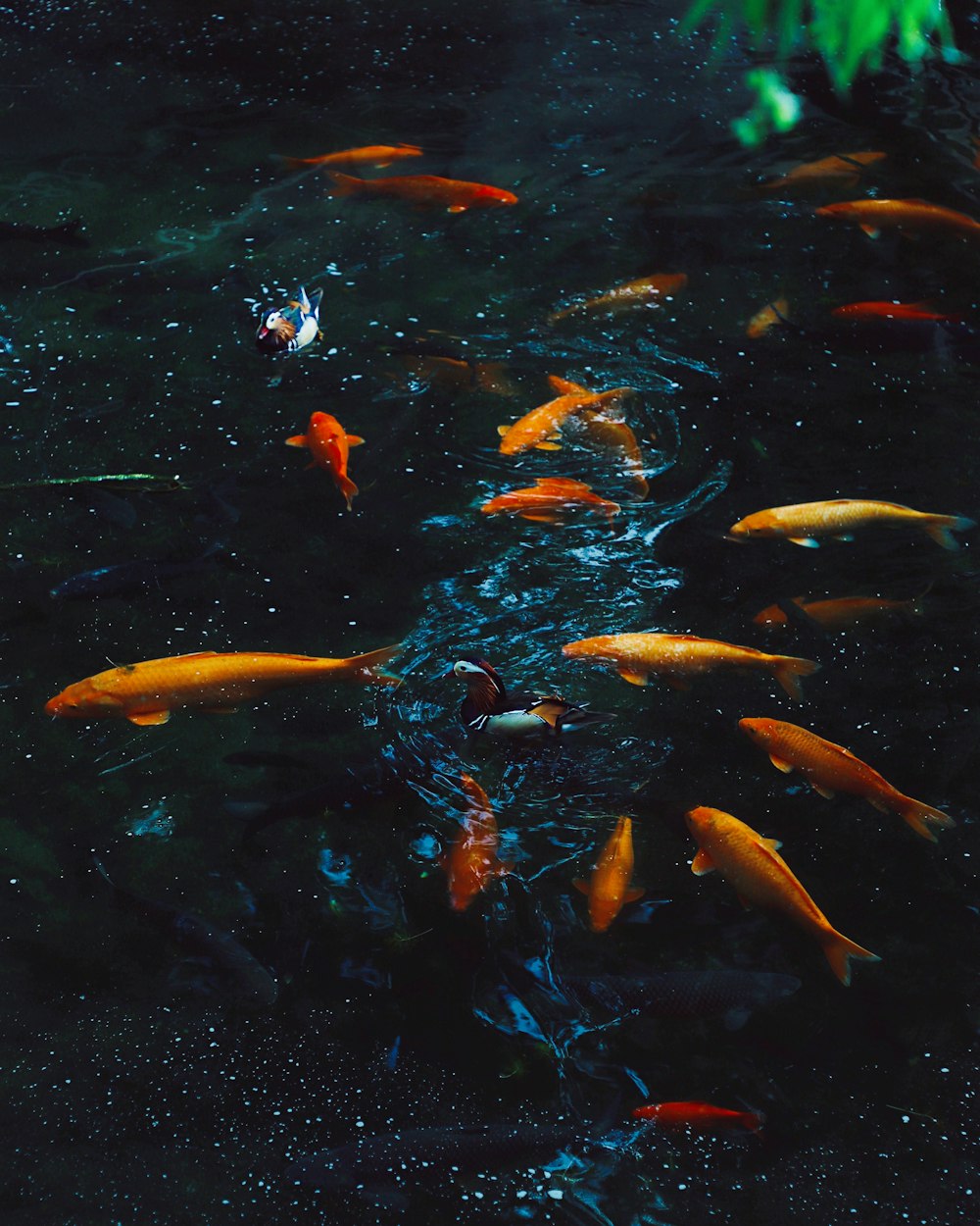 Gelbe und schwarze Fische auf dem Wasser