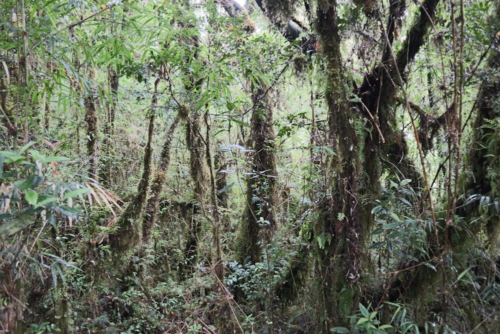 green and brown trees during daytime