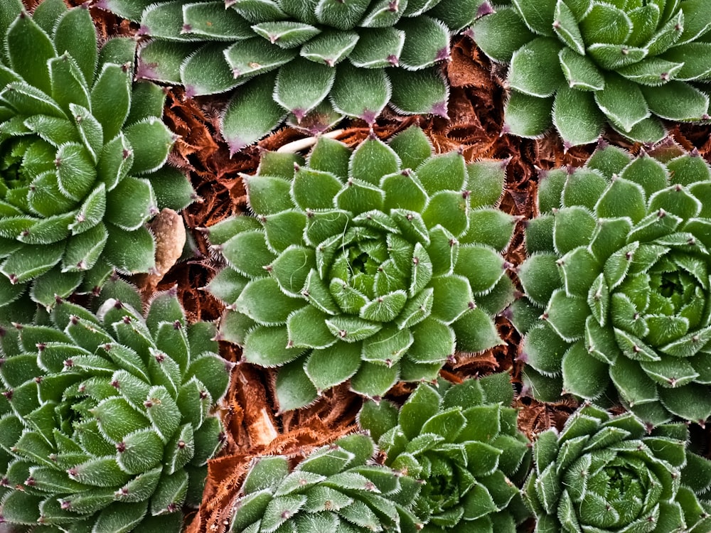 green and brown plant leaves