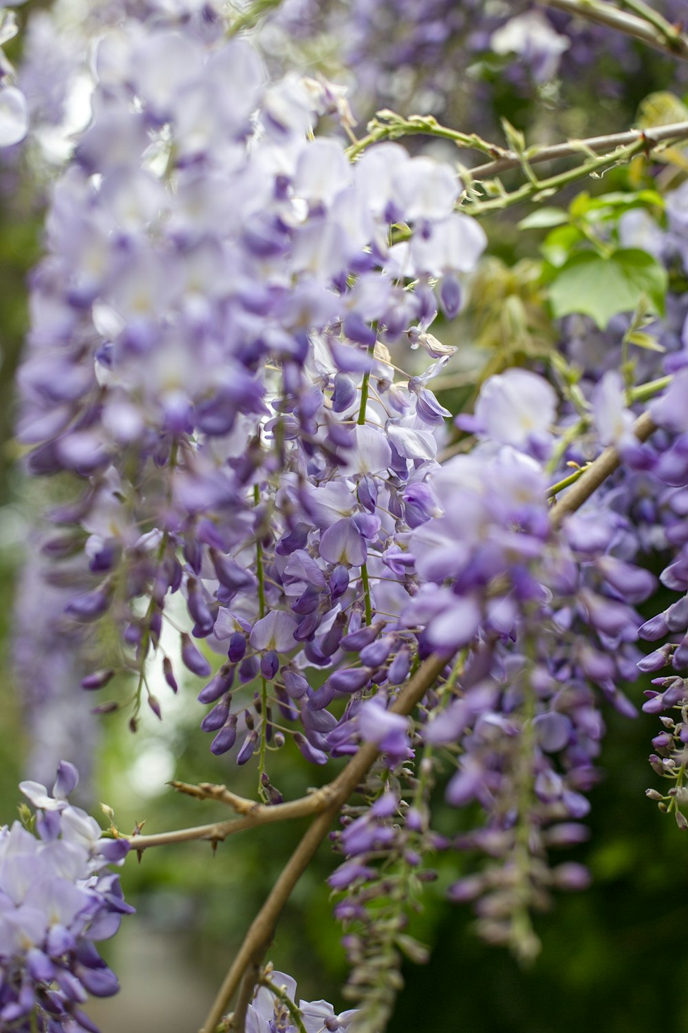 purple and white flower in close up photography