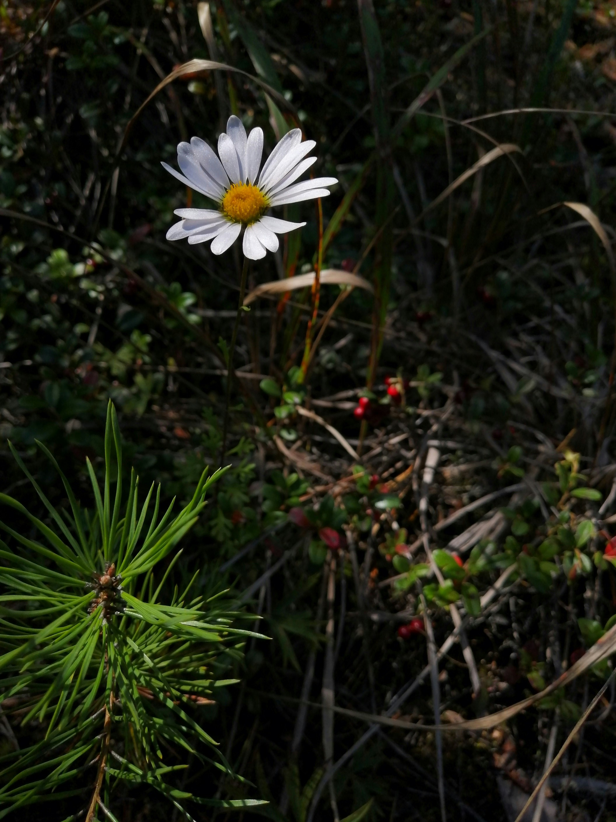 Photo by savvastasian