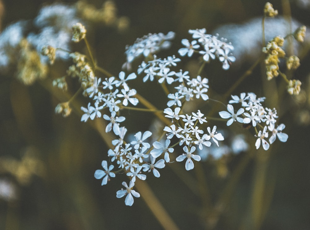 white flowers in tilt shift lens