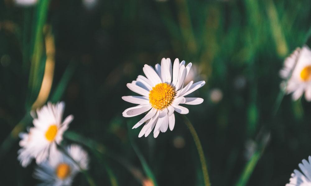 margherita bianca in fiore durante il giorno