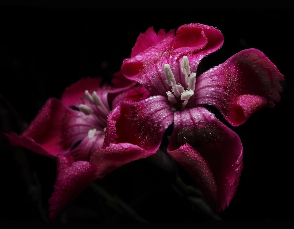 red flower in macro shot