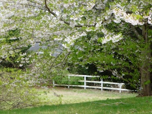 green grass field with white trees