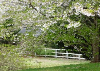 green grass field with white trees