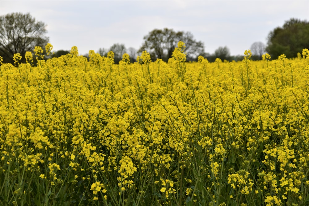 yellow flower field under white sky during daytime