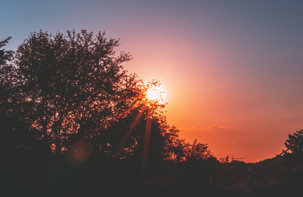 silhouette of trees during sunset