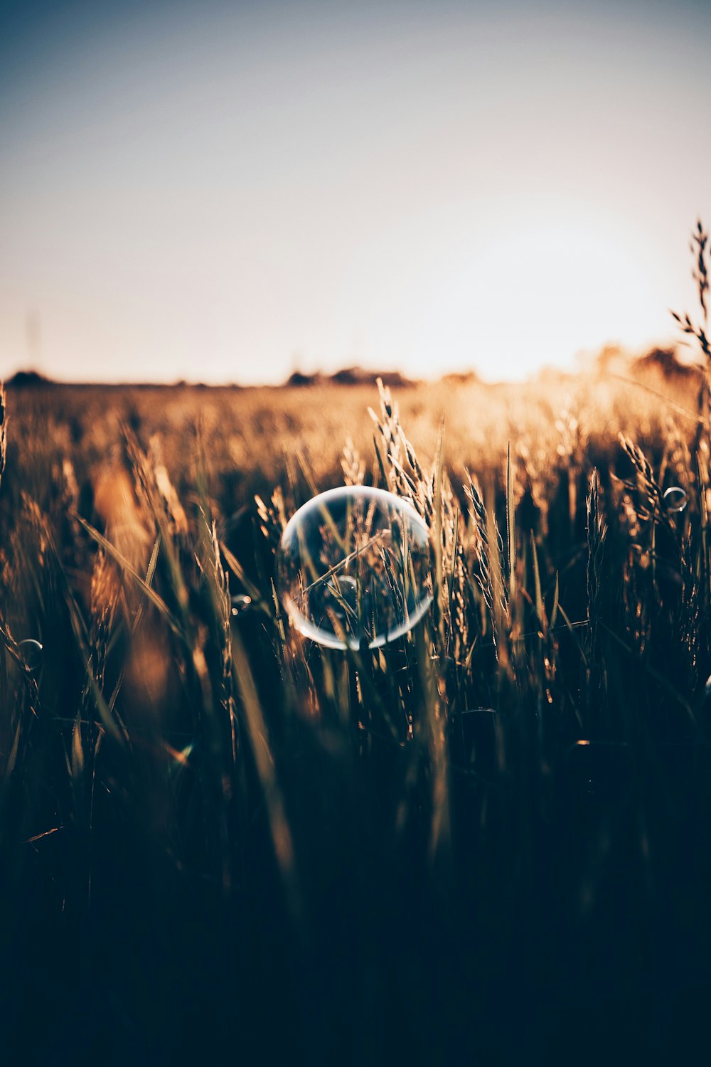 brown grass field during daytime