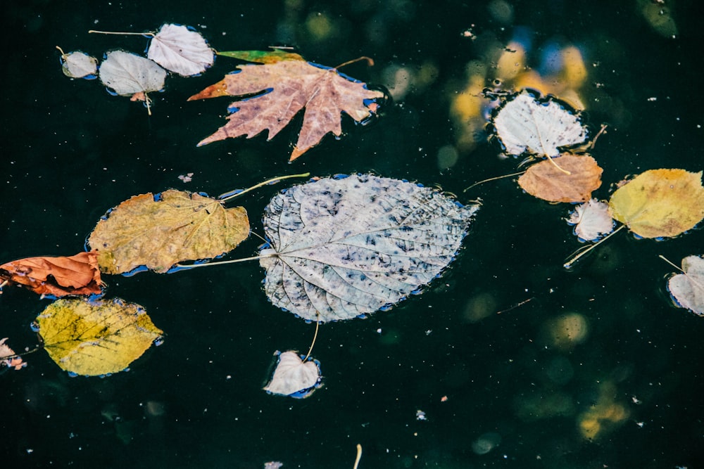 yellow and green leaves on water