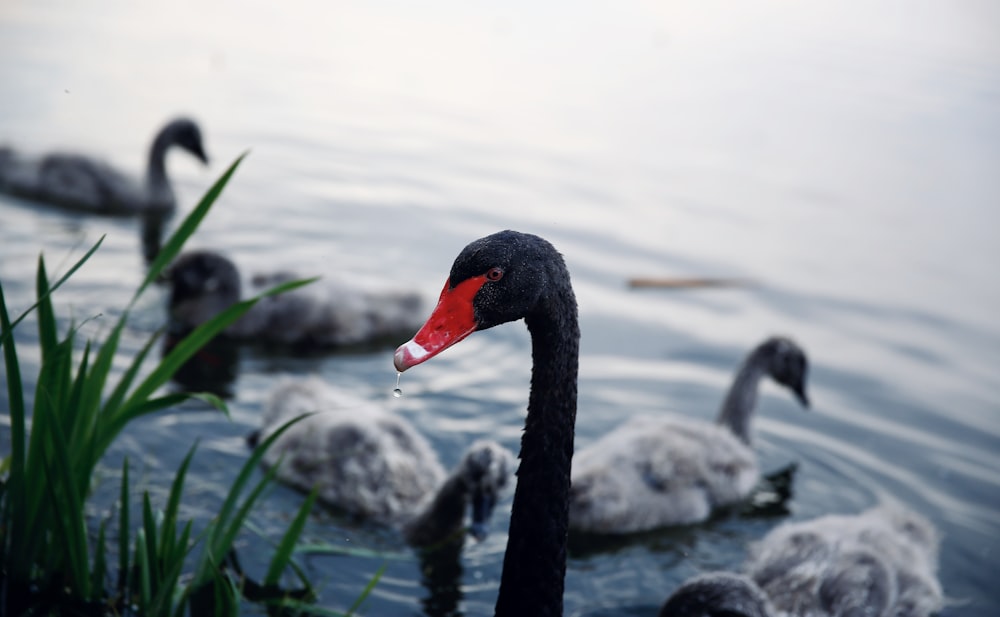 black and white swan on water