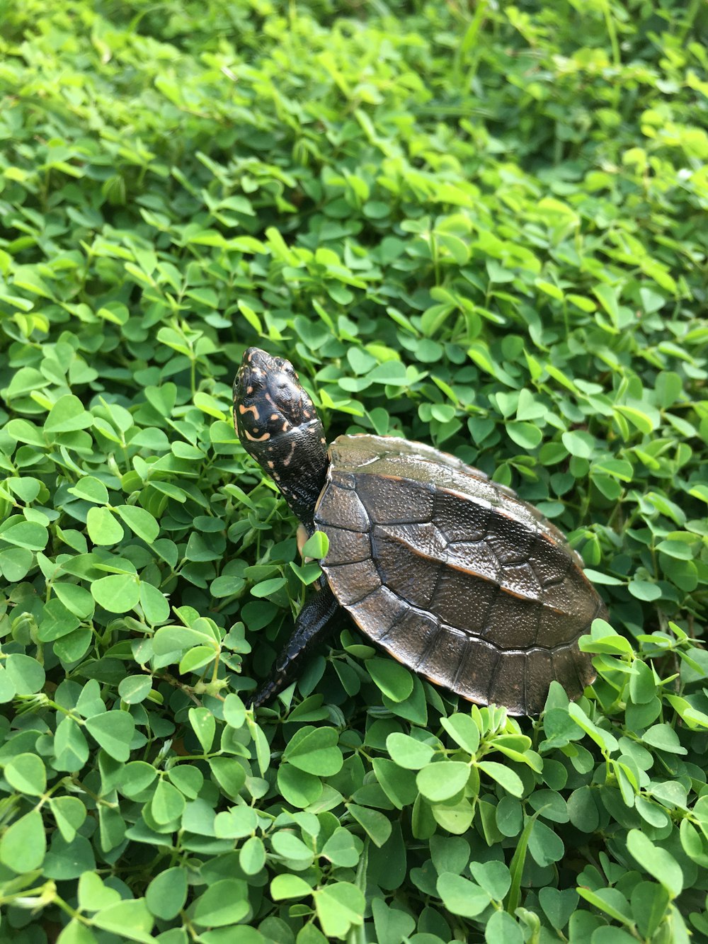 brown turtle on green grass