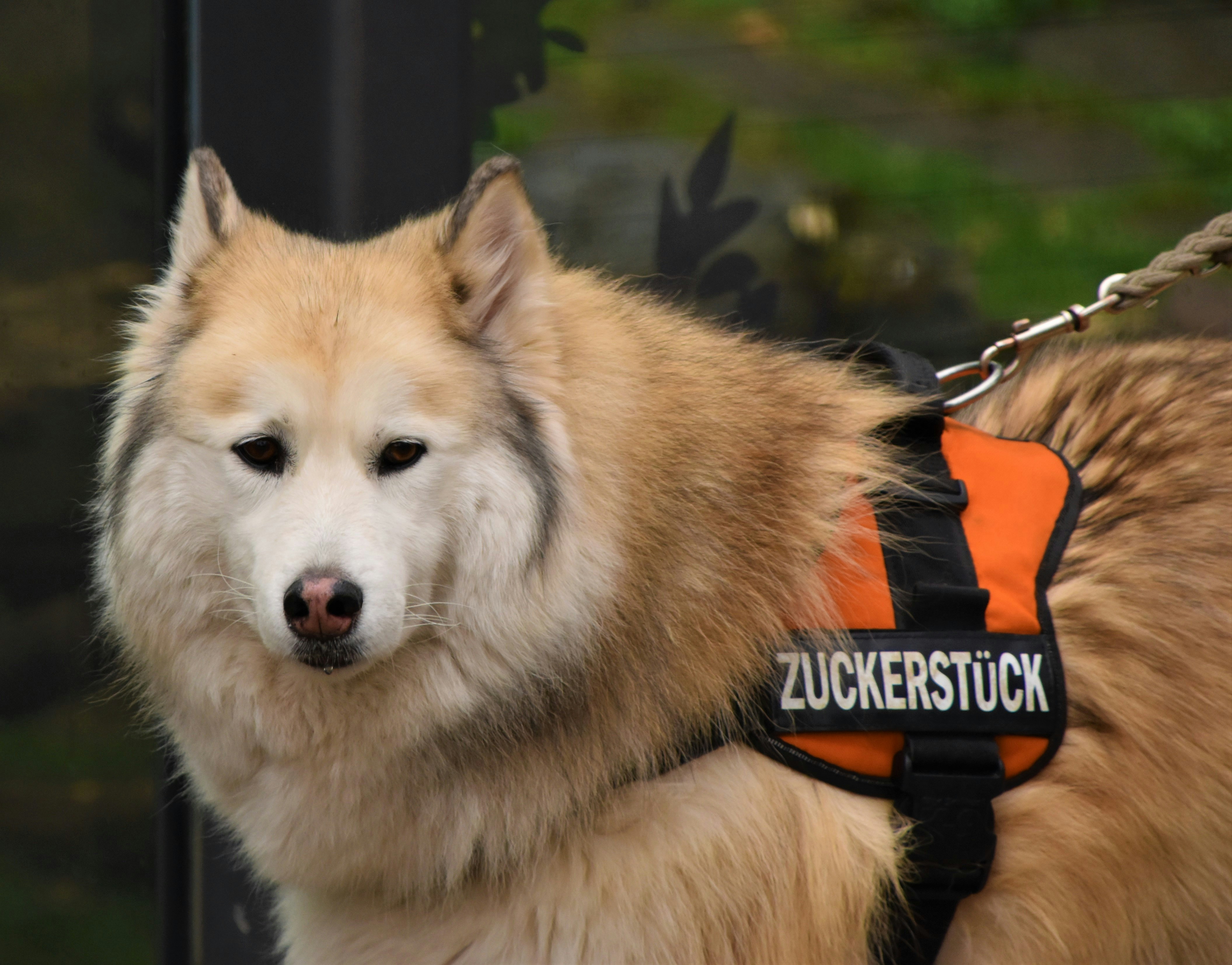 Watching Husky Dog


