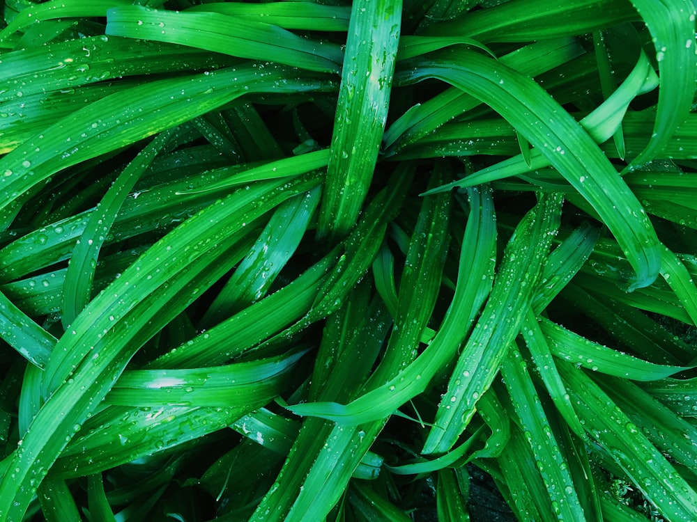 green grass with water droplets